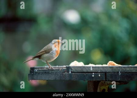 European ROBIN - am Vogeltisch Stockfoto