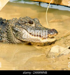 Chinesischer Alligator – aus Wasser austritt Stockfoto