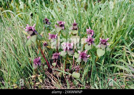 ROTE BRENNNESSEL Stockfoto