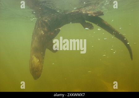 Punktfleck/Punktfleck – Hals/Speckle – OTTER mit Kehle Stockfoto