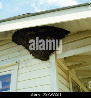 KILLER / Afrikanisierte BIENE - Schwarm auf dem Haus Stockfoto