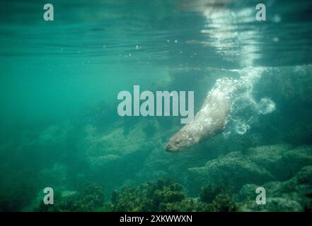 EUROPÄISCHER OTTER - Schwimmen unter Wasser Stockfoto