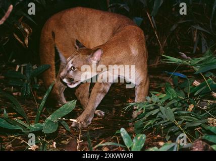 Cougar / Mountain Lion / Puma - im Regenwald, Stockfoto