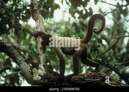 HumboldtÕs Woolly / Braunköpfiger AFFE Stockfoto