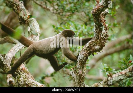 HumboldtÕs Woolly / Braunköpfiger AFFE - im Baldachin Stockfoto