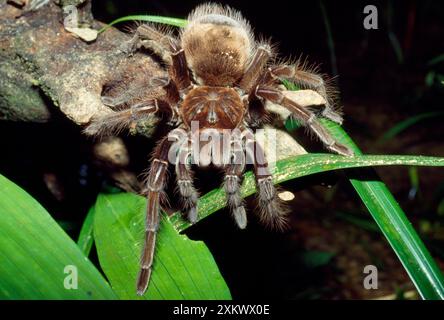 TARANTEL / Goliath vogelfressende SPINNE Stockfoto