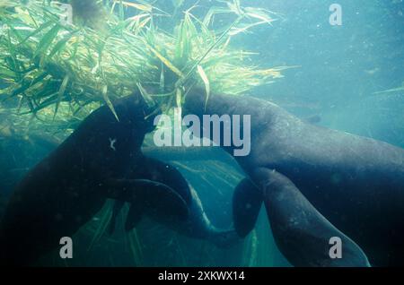 Amazonas-/Südamerikanische SEEKÜHE - x zwei, Essen Stockfoto