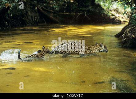 Jaguar – weibliches und 10 Wochen altes Jungtier, das einen flachen Bach überquert Stockfoto