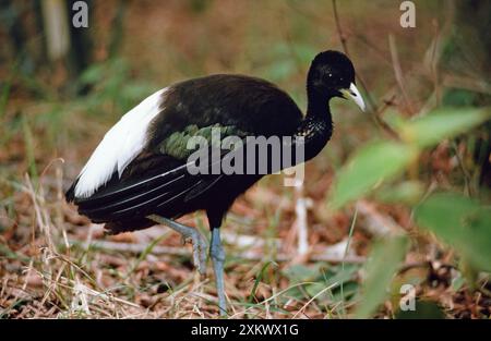 Weißflügeliger TROMPETER-Vogel - auf einem Bein Stockfoto