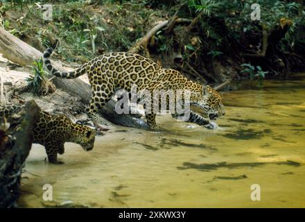 Jaguar – weibliches und 10 Wochen altes Jungtier kommen an den Rand Stockfoto