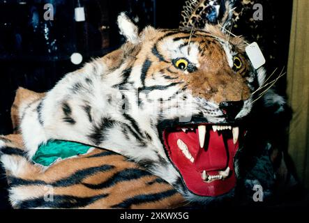 Tierausbeutung - Tigerhaut zum Verkauf im Souvenirshop. Stockfoto