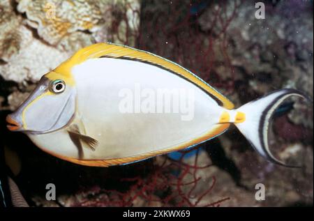 Orangespine Einhorn / Chirurgenfisch / Tang Fisch Stockfoto