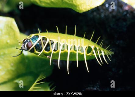VENUS FLIEGENFALLE - über gefangener Fliege geschlossen Stockfoto