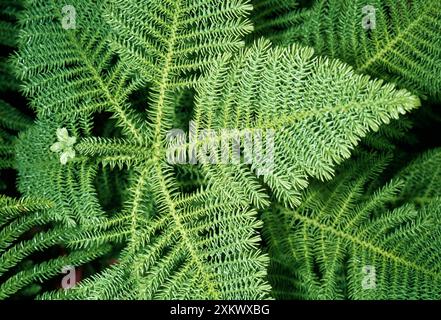 NORFOLK ISLAND KIEFER Stockfoto