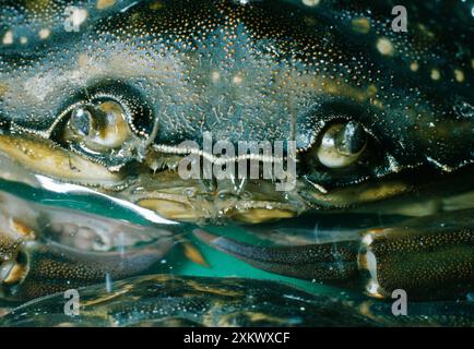 Europäische Küste / Europäische Grüne Krabbe - Augen Und Antennen Stockfoto