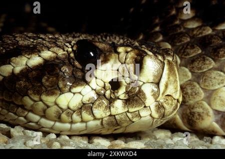 Eastern Diamondback RattlesSchlange - Hitze sensorische Grube Stockfoto