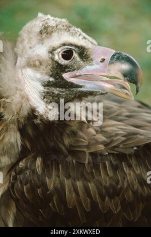 Europäische schwarze Geier Stockfoto