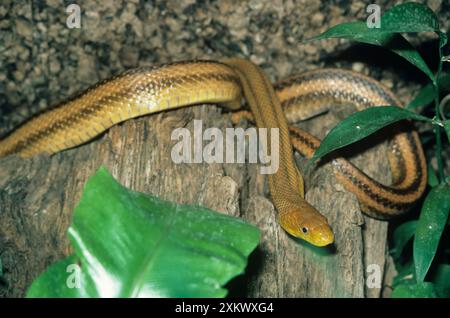 Viergefütterte Rattenschlange Stockfoto