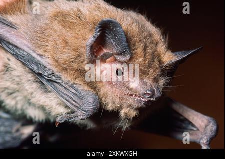 Nathusius' Pipistrelle Fledermaus Stockfoto