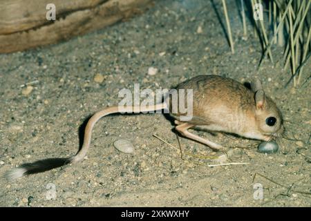 Größere Ägyptische Jerboa Stockfoto