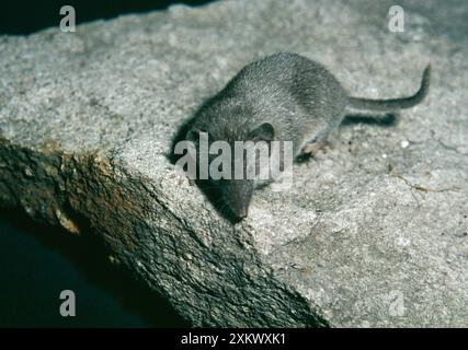 Weniger Weiß Gezahnt/Schimmelspitzel Stockfoto