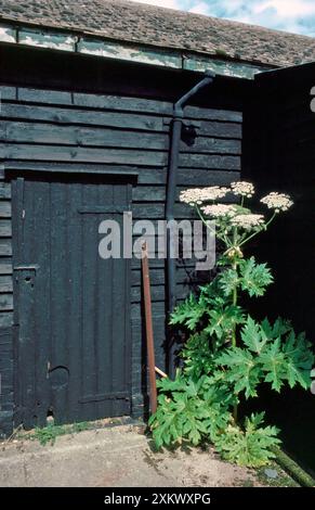 Riese Hogweed - Alien Invader in Großbritannien Stockfoto