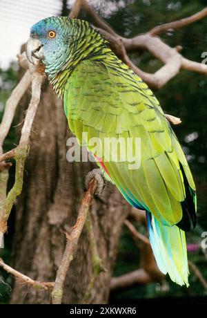 St. Lucia Amazonas Papagei Stockfoto