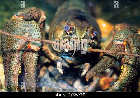 Europäische / edle / breitgefingerte FLUSSKREBSE Stockfoto
