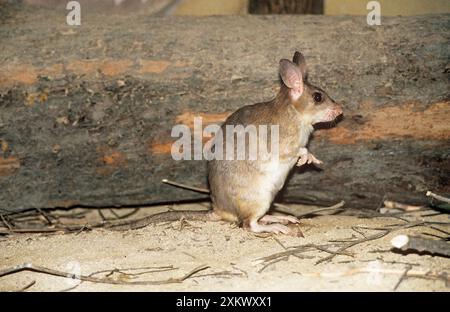 Madagassische / madagassische RIESENSPRINGRATTE Stockfoto