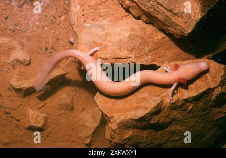 Europäische Höhle Salamander / Olm Stockfoto