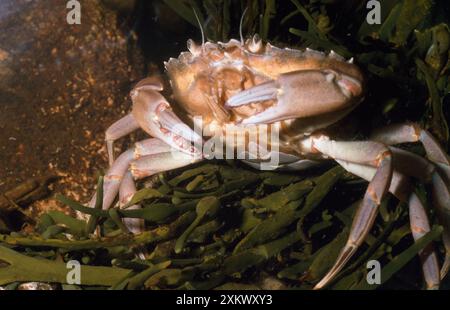 Europäische Küste / Europäische Grüne KRABBE - UNTER MEERESALGEN Stockfoto