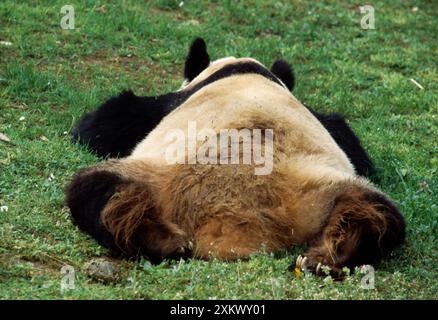 Riesen Panda - liegt auf Gras Stockfoto