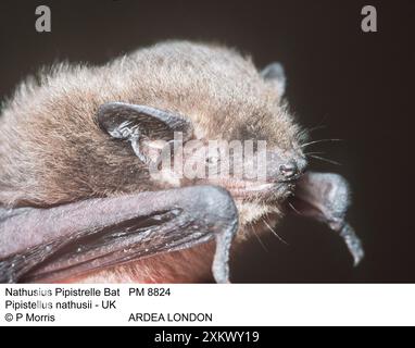 NathusiusÕs Pipistrelle BAT - Nahaufnahme des Kopfes Stockfoto