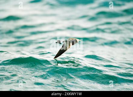 Wilson's Storm Petrel - im Flug über Wasser Stockfoto