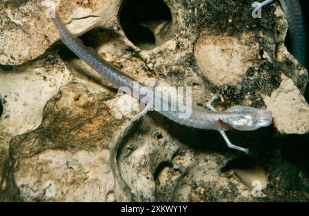 TEXAS BLIND SALAMANDER Stockfoto