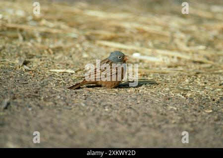 Cretzschmars Bunting - männlich mit Samen im Schnabel Stockfoto