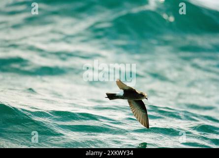 Wilson's Storm Petrel - im Flug über das Wasser Stockfoto