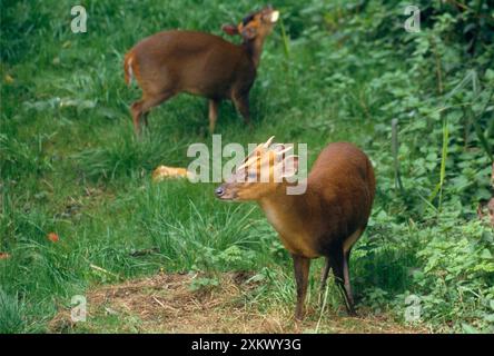 Muntjac-Hirsch - männlich und weiblich Stockfoto