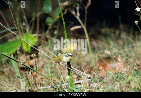 Gewöhnliche Iora - auf dem Stiel Stockfoto