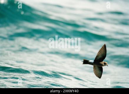 Wilson's Storm Petrel - im Flug über das Wasser Stockfoto