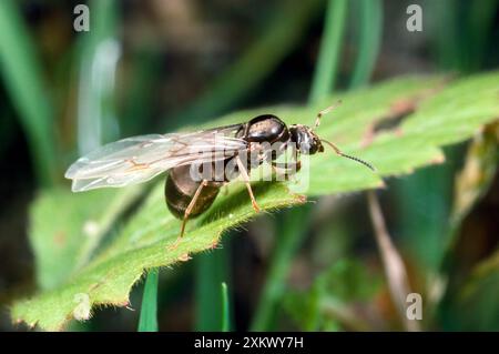 Fliegende Ant - von Schwarzgartenameisen - aus dem Nest auftauchend Stockfoto