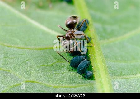 Black Garden ANT - Pflege/Melken von Blattläusen/Schwarzfliege Stockfoto