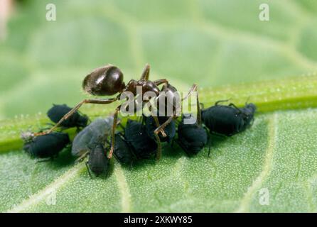 Black Garden Ant - die Blattläuse aus schwarzen Bohnen pflegen Stockfoto