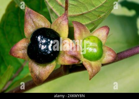 TÖDLICHER NACHTSCHATTEN - giftige Beeren Stockfoto