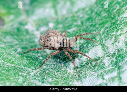 Wolf Spider - weiblich, die jung trägt Stockfoto