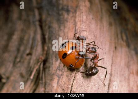 Holzameisen - Angreifer Marienkäfer Stockfoto