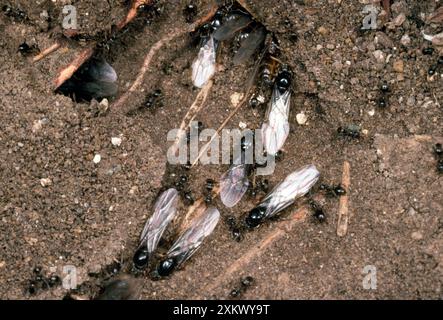 Fliegende Ameisen - von Black Garden Ameisen - im Nest mit Arbeitern Stockfoto