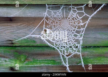 SPINNENNETZ - bedeckt mit Raureif Stockfoto