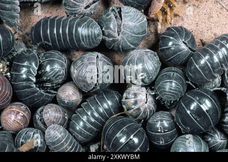 Pille Holzlice - Aggregation Stockfoto