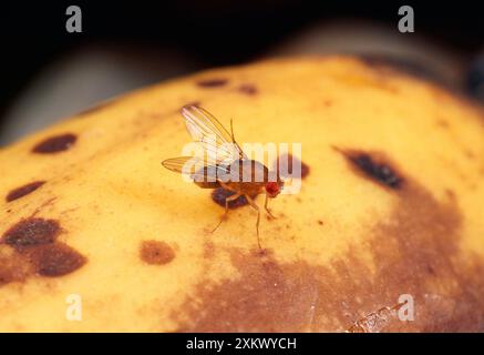 Fruit Fly - Wildtyp, Putzflügel Stockfoto